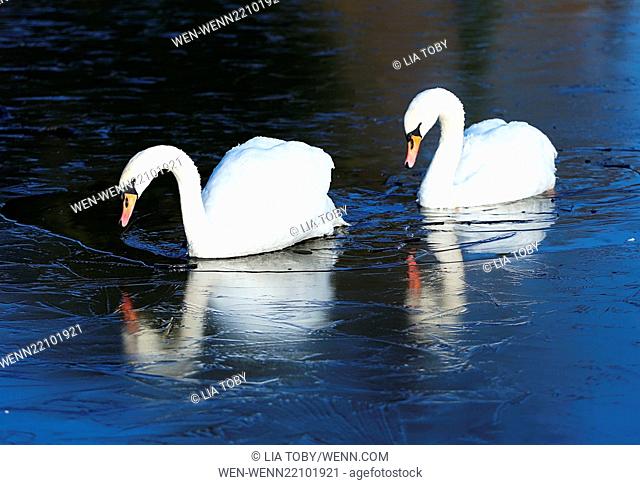 Swans in a frozen lake in St Albans Featuring: Atmosphere Where: London, United Kingdom When: 23 Jan 2015 Credit: Lia Toby/WENN.com
