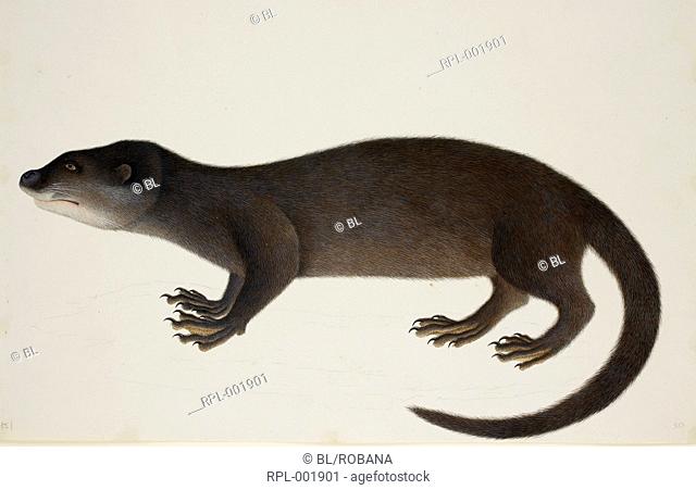 Hairy-nosed otter 'Lutra Sumatrana' Gray. From an album of 51 drawings of birds and mammals made at Bencoolen, Sumatra, for Sir Stamford Raffles