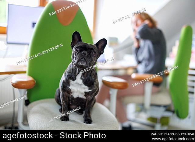 PRODUCTION - 23 November 2023, Bavaria, Nuremberg: The French bulldog Klärchen vom Münchhof is sitting on a chair next to a colleague in the office of the...