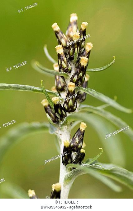 Highland Cudweed (Gnaphalium norvegicum), inflorescence, Germany, Bernese Oberland
