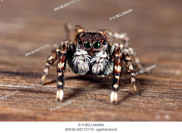 Jumping spider Sitticus saxicola, male sitting on dead wood