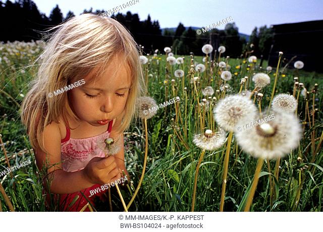 dandelion (Taraxacum spec.), girl with blowballs, Germany