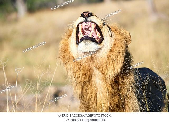 African lion male (Panthera leo) showing flehmen response to inhale the smell of nearby females. Okavango delta. Moremi National Park, Botswana