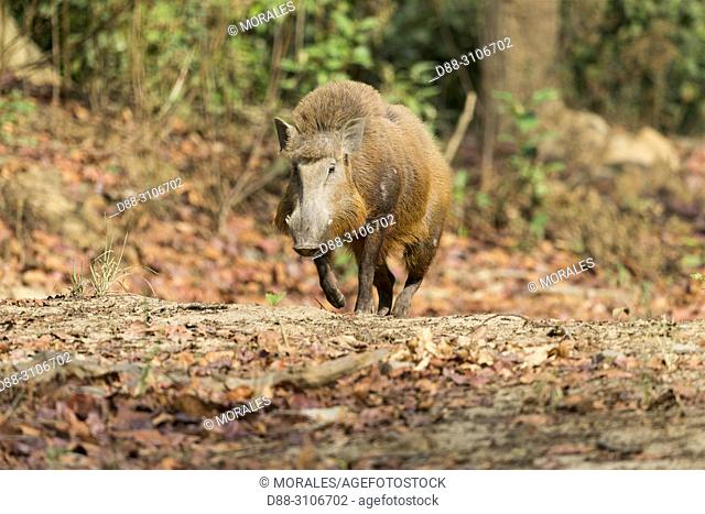 Asia, India, Uttarakhand, Jim Corbett National Park, Indian boar (Sus scrofa cristatus), adult male