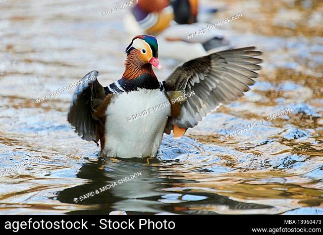 Mandarin duck (Aix galericulata), drake, lake, wing, flapping