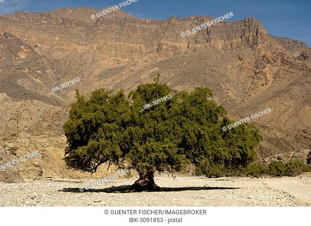 Ghaf tree (Prosopis cineraria), Wadi Bani Awf, Oman