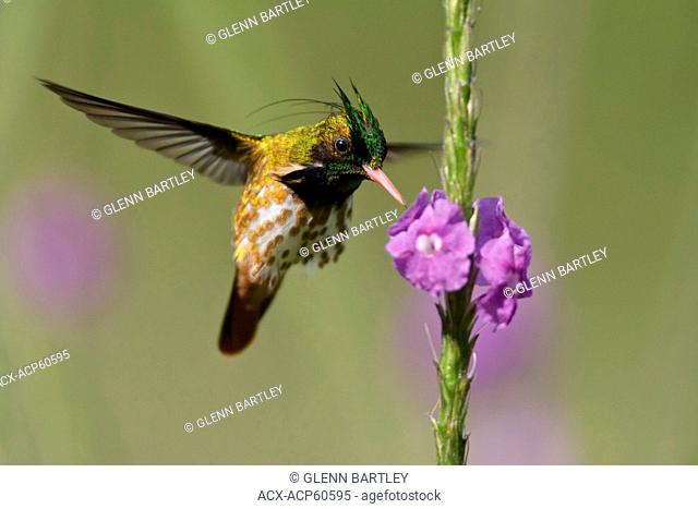 Black-crested Coquette Lophornis helenae flying and feeding at a flower in Costa Rica