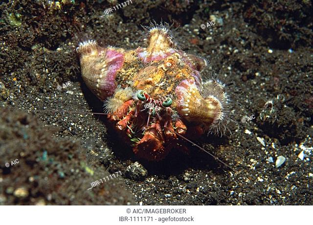 Coral Hermit Crab (Dardanus tinctor), Tulamben, Bali, Indonesia