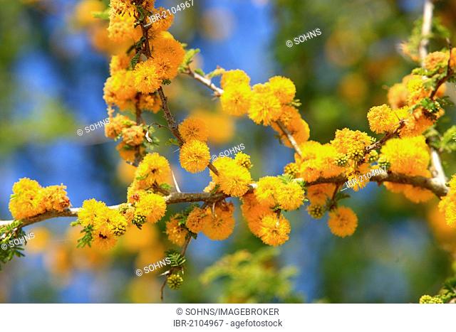 Acacia species (Acacia cavan, Espino cavan), flowers, Chile, Argentina, South America