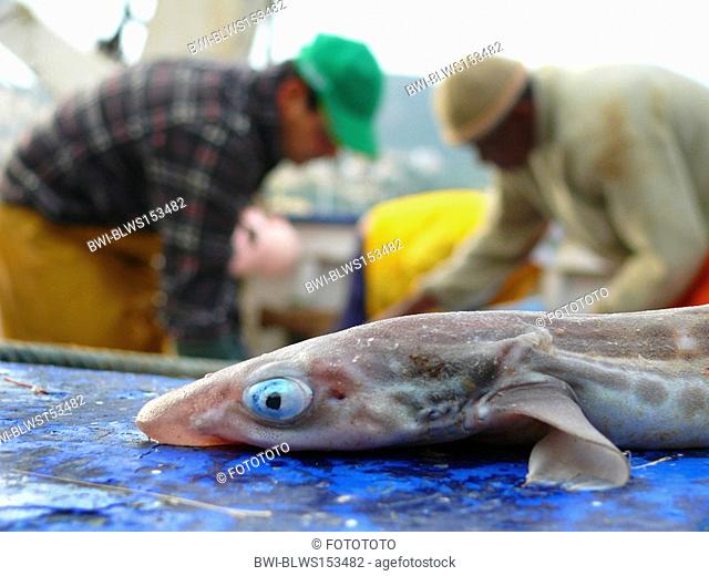 lesser spotted dogfish, smallspotted dogfish, rough hound, smallspotted catshark Scyliorhinus canicula, Scyllium canicula, bycatch on a fishing boat in harbour