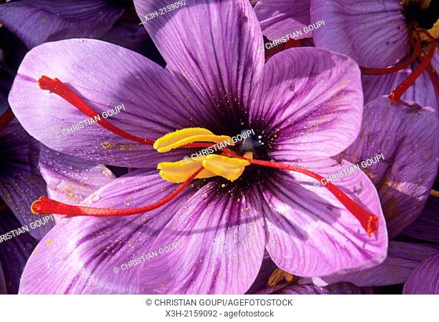 saffron flowers crocus sativus, Loiret department, region of Centre, France, Europe