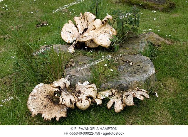 Dryad's Saddle Polyporus squamosus fruiting bodies growing on tree stump, Galloway, Dumfries and Galloway, Scotland, spring