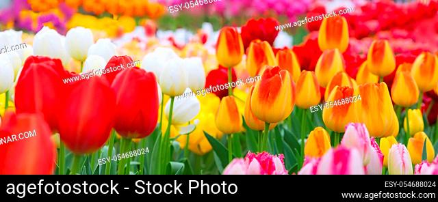 Holiday or birthday panoramic background with tulip flowerbed, red, yellow, white, flower garden