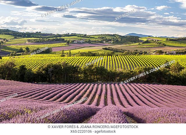 Lavander fields and vineyards in the Drôme Provençale, Drôme, France