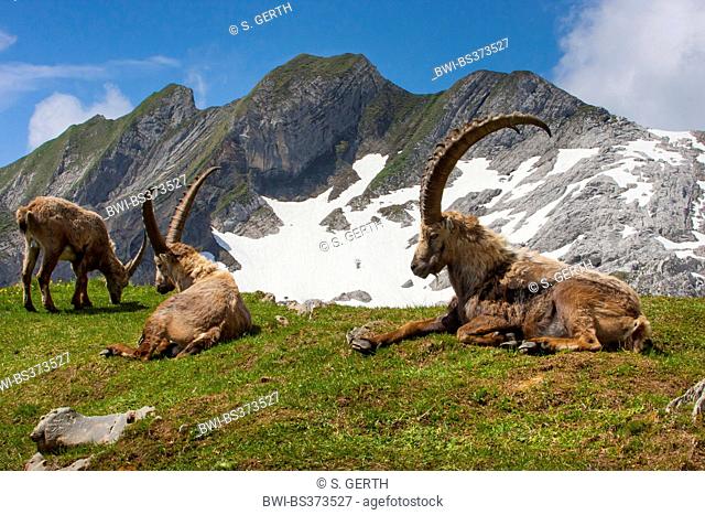 Alpine ibex (Capra ibex, Capra ibex ibex), Alpine ibexes changing the coat in the Suisse Alps, Switzerland, Alpstein, Saentis