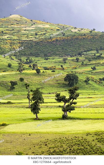 Landscape between Gonder and Lake Tana in Ethiopia  This fertile region is farmed and agronomically used  Grain, corn, Teff Eragrostis tef the main ingredient...