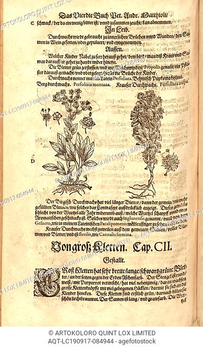 Perfoliata montana et Perfoliata crispa, Mountain Durchwachs and Krauser Durchwachs, Fol. 405v, 1590, Pietro Andrea Mattioli
