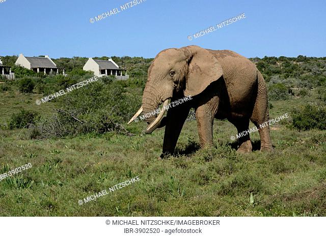 African Bush Elephant (Loxodonta africana) at the main camp, Addo Elephant National Park, Eastern Cape, South Africa