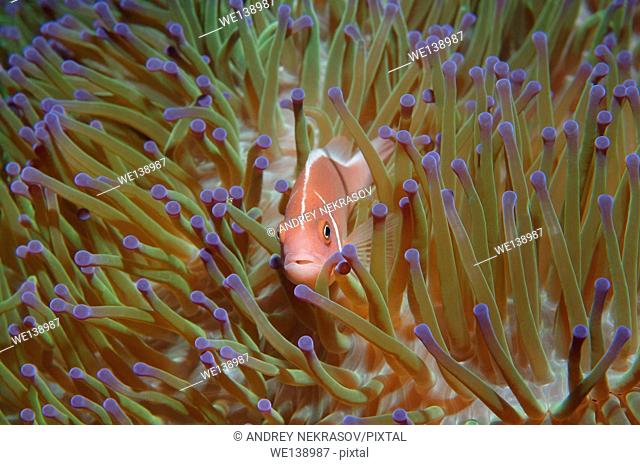 Pink skunk clownfish or pink anemonefish (Amphiprion perideraion) South China Sea, Redang, Malaysia, Asia