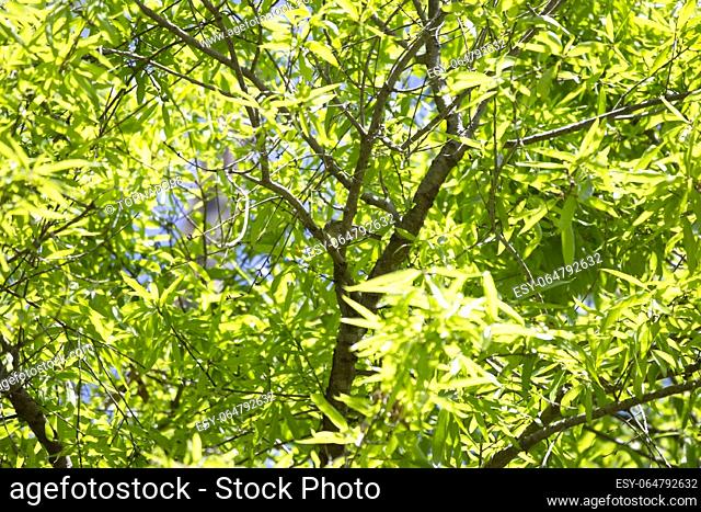 Plumbeous vireo (Vireo plumbeus) perched on an oak tree
