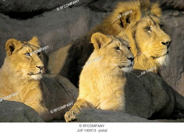 lion with two lionesses