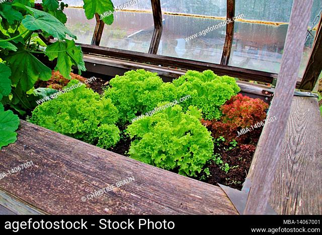 cold frame, raised bed with lettuce in a garden, europe, germany, bavaria, upper bavaria