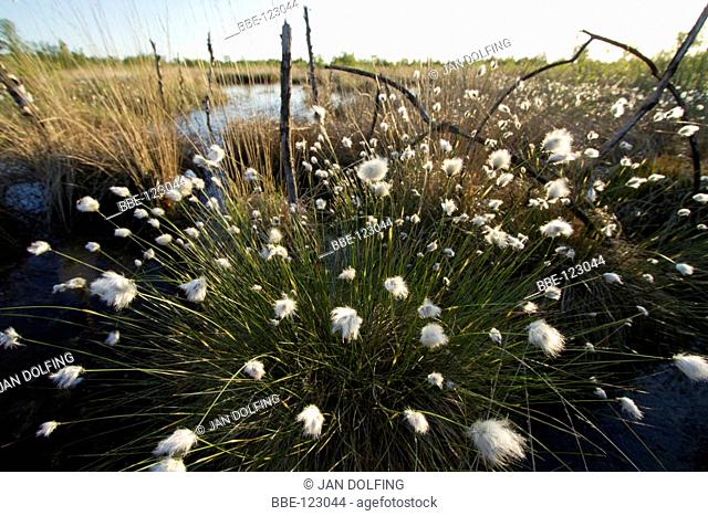 Common cottongrass in the moors