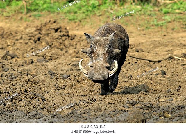 Warthog, (Phacochoerus aethiopicus), adult after mud bath, Kruger Nationalpark, South Africa, Africa