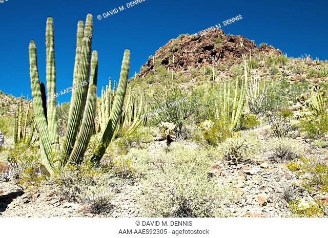 Organ Pipe Cactus (Stenocereus thurberi) Organ Pipe Cactus National Monument, AZ