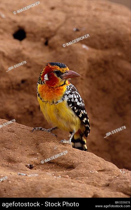 Flame-headed Barbet, red-and-yellow barbet (Trachyphonus erythrocephalus), Woodpeckers, Animals, Birds, Red &Yellow Barbet Male, Kenya, Africa