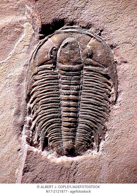 Marjumia is a Cambrian Period trilobite of Utah