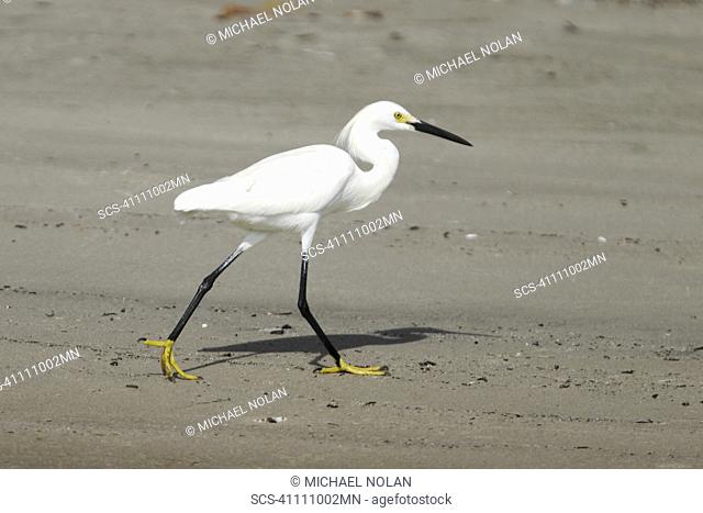 Adult Snowy Egret Egretta thula foraging at low tide on Isla Magdalena, Baja, Mexico Note the characteristic golden feet and black legs