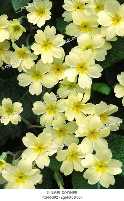 A large group of primrose Primula vulgaris growing in a hedgerow in early spring