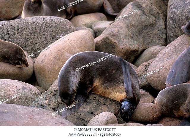 Northern Fur Seal giving Birth (Callorhinus ursinus), Pribilofs, AK