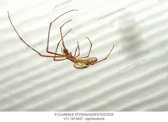 Long-jawed Orb Weaver Spider Tetragnatha elongata at Corolla, NC USA Outer Banks