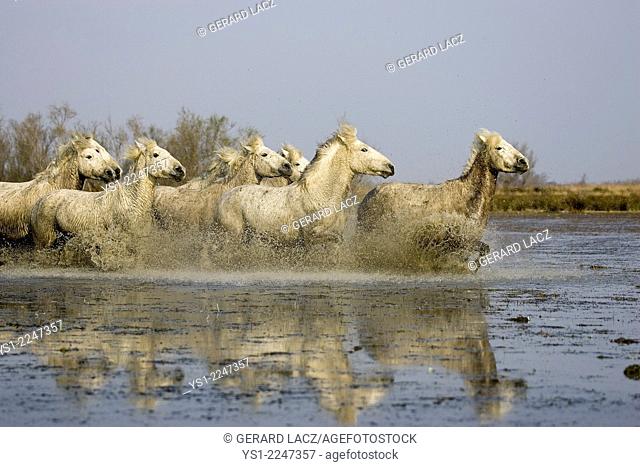 Camargue Horses, Herd Galloping through Swamp, Saintes Marie de la Mer in the South of France