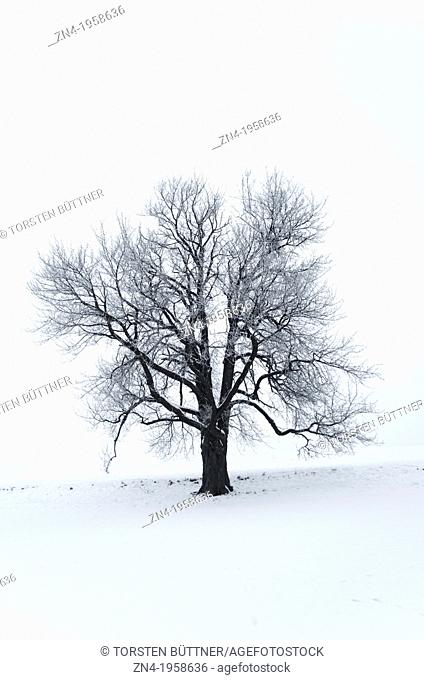 Tilia Tree on a Snow Field. Schönau. Austria
