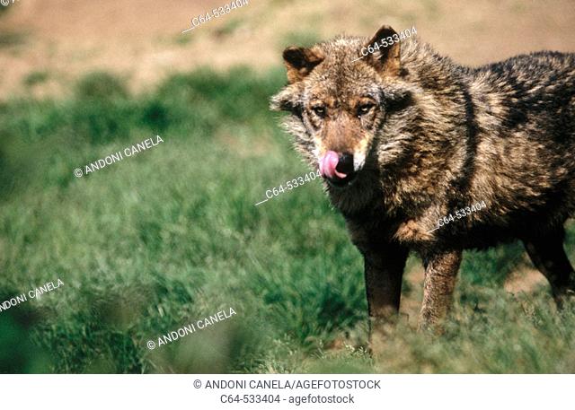 Wolf (Canis lupus). Hosquillo Park. Cuenca province. Castilla La Mancha. Spain