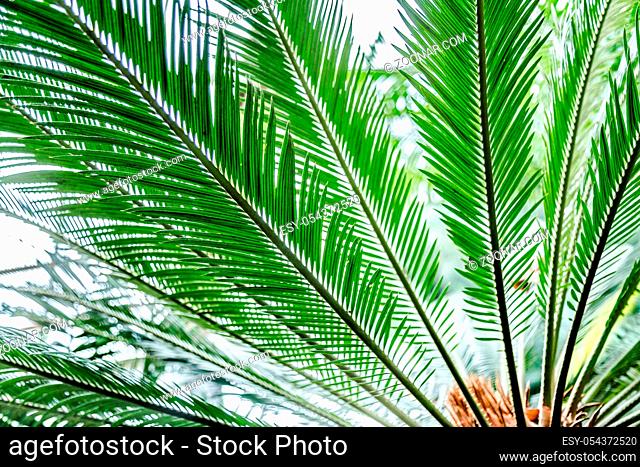 Palm leaves green background pattern