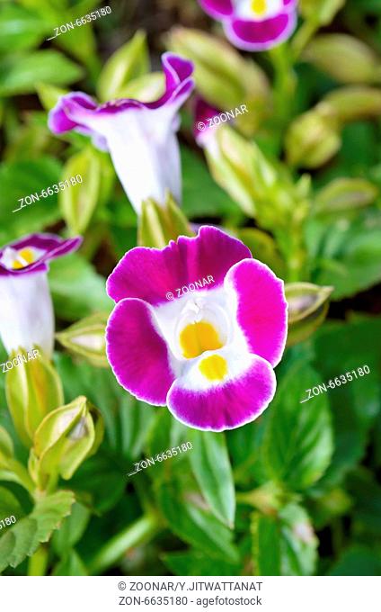 Wishbone Flower ( Torenia Fournieri Lindl )