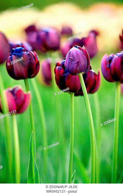 Beautiful spring tulips in garden