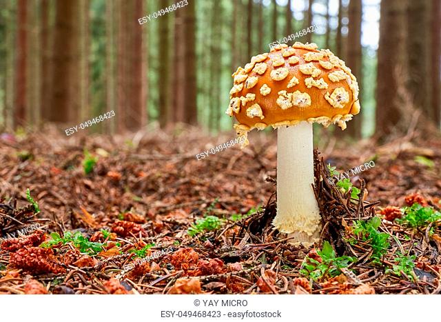 Amanita muscaria - inedible mushroom. Fungus in the natural environment. English: fly agaric, fly amanita