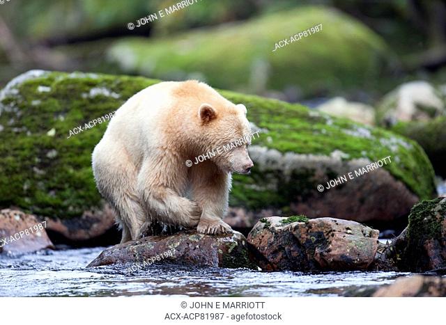 Kermode bear in the Great Bear Rainforest, BC, Canada