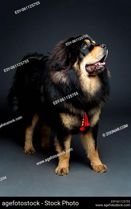 Closeup portrait of big beautiful Tibetan mastiff dog standing over black background. Copy space