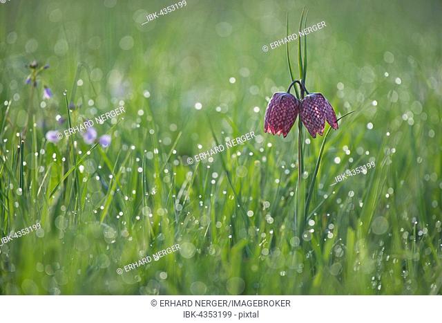 Checkered lily (Fritillaria meleagris), two flowers in a meadow with dew drops, Lower Saxony, Germany