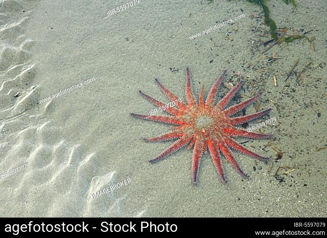 Sunflower Starfish (Pycnopodia helianthoides) adult, in shallow water of sandy pool, Olympic N. P. Washington State (U.) S. A