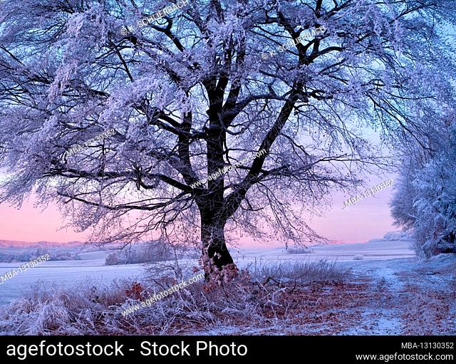Europe, Germany, Hessen, hinterland, Lahn-Dill-Bergland nature reserve, Bottenhorn plateau, Bad Endbach, old beech in front of the evening sky, hoarfrost