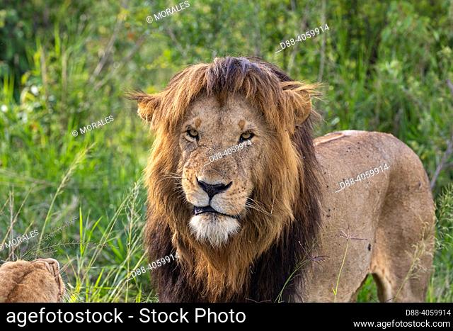 Africa, East Africa, Kenya, Masai Mara National Reserve, National Park, Lion (Panthera leo), walking in the savanna