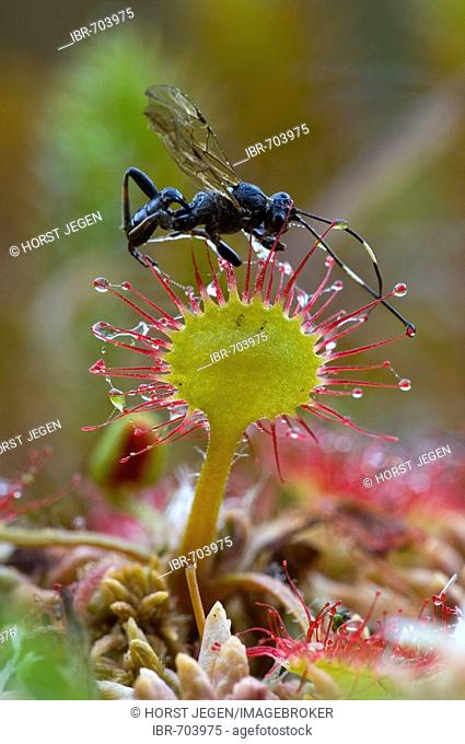 Insect perched on a Round-leaved Sundew (Drosera rotundifolia)