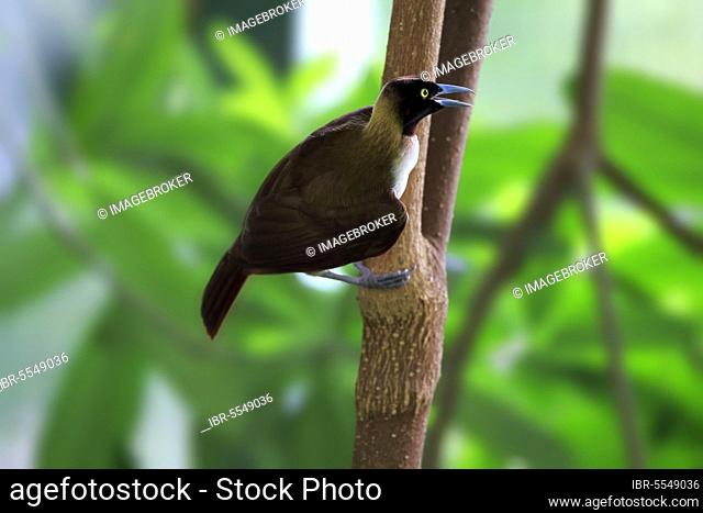 Lesser Bird of Paradise (Paradisaea minor), adult female on branch calling, New Guinea